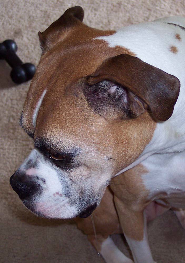 100_3763 | Drooling: side view Harriet must have had a cravi… | Flickr