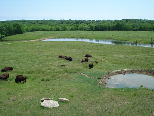 illinois buffalo bison peoria wildlifeprairiepark