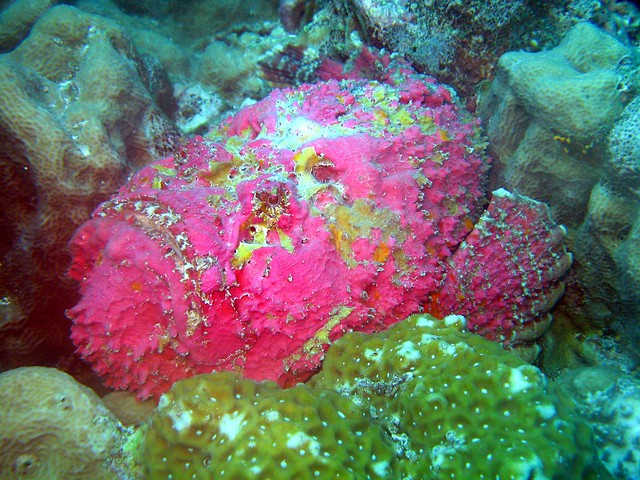 reef stone fish steves bommie