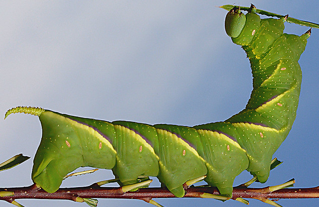 Rustic Sphinx Moth - caterpillar