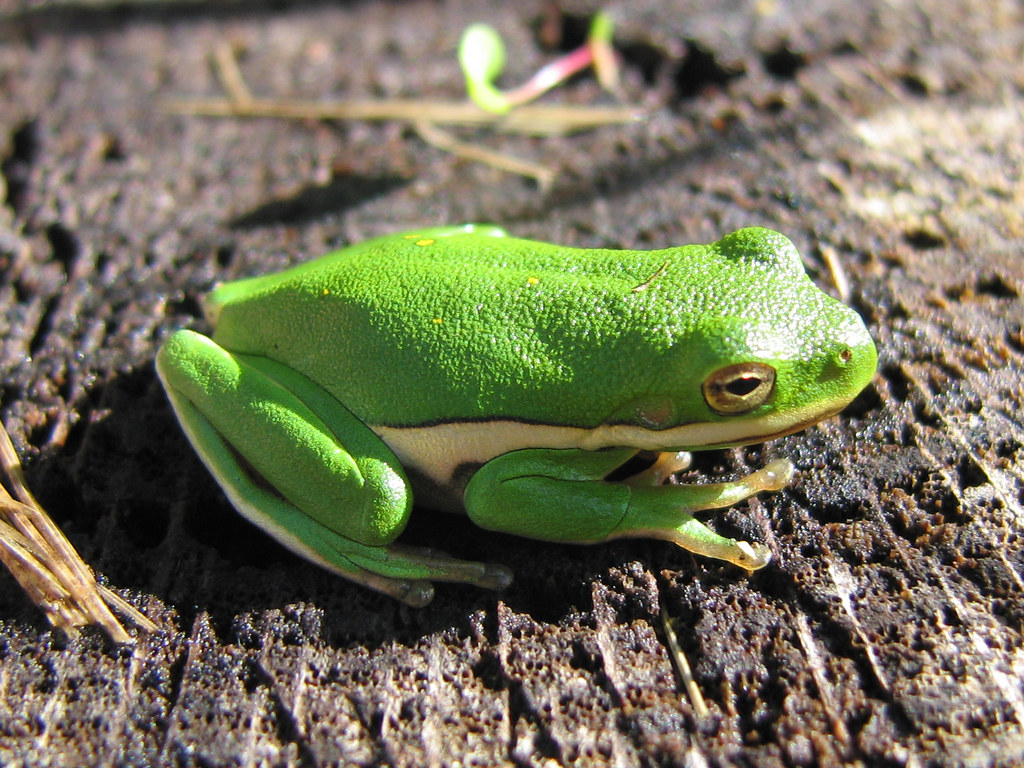 Green Treefrog, Hyla cinerea