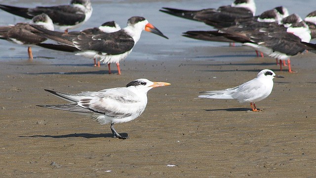 A group of mixed terns...Royal Tern, Sterna maxima and Forster’s Tern, Sterna fosteri