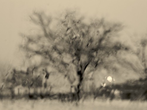 leica bw snow tree blancoynegro landscape bokeh aurora windshield p2wy dlux4