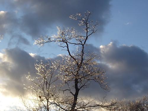 Ice Storm Trees #2 by johnmjoy, Taken after the early January 2009 ice storm, Lyons Public Works Garage, Oxford, Connecticut (from p