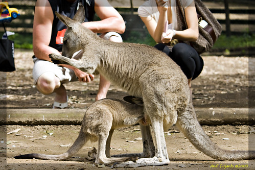 geotagged joey australia kangaroo geo:lat=33741908 geo:lon=151045554