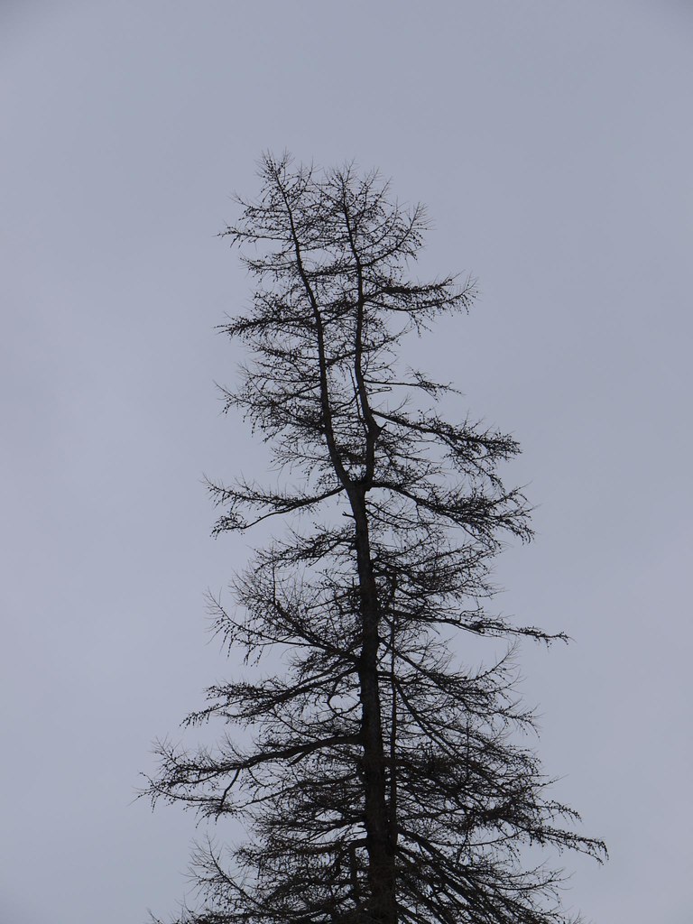 Baum im Val Bever
