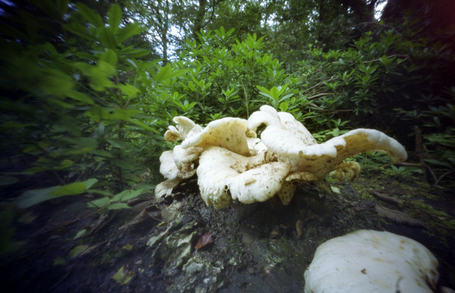 Umbrella fungus
