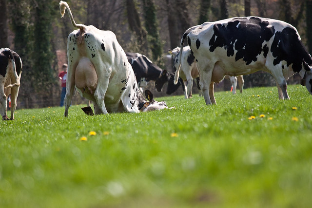 Cows in spring
