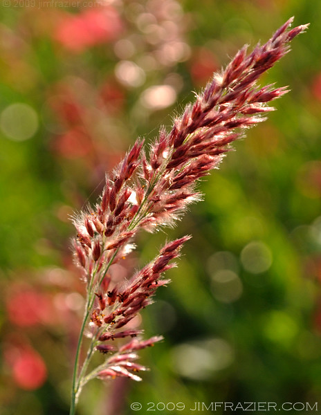 Ruby Grass