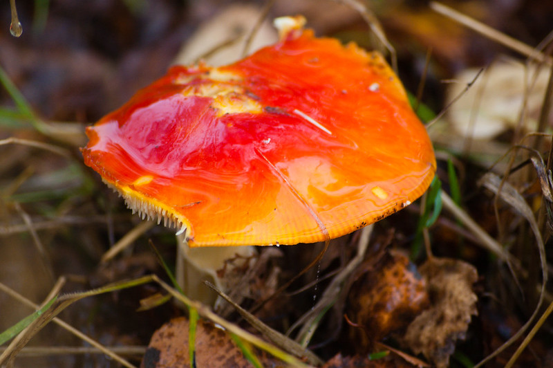 Fly agaric