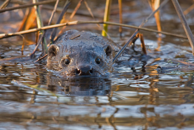 Otter in the Quoile river