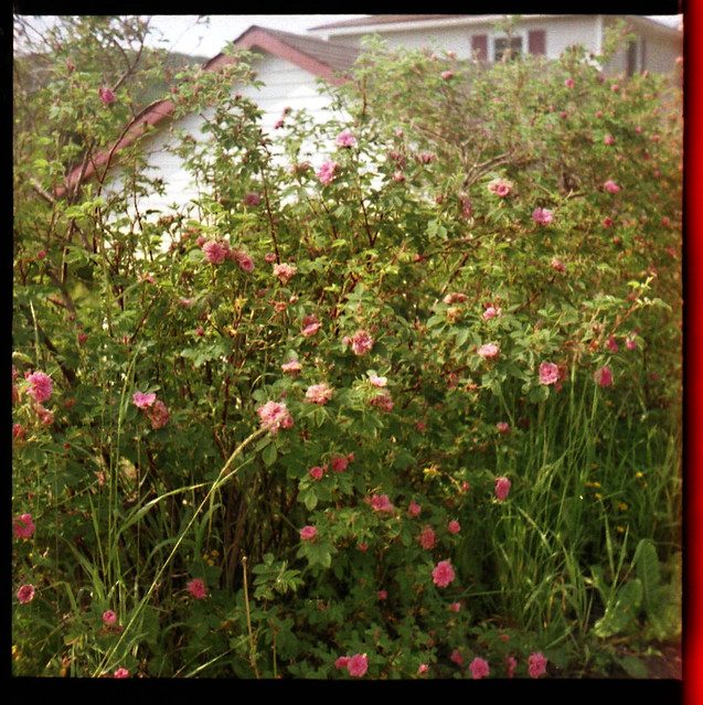 World 127 Film Day: The rose bush at the edge of our property