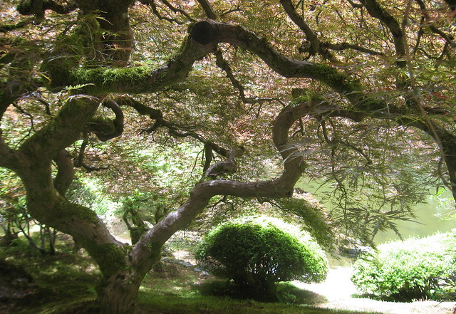 Portland Japanese Garden, IMG_7552