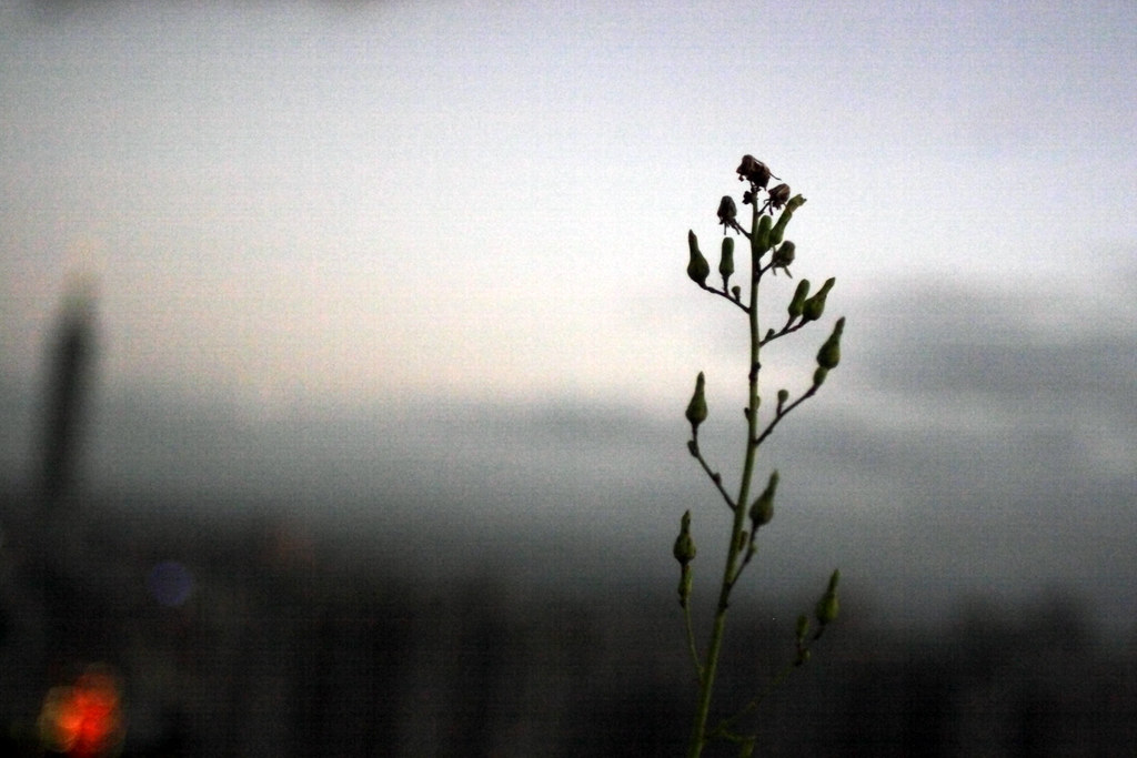 122/365 sep.8 outshine others