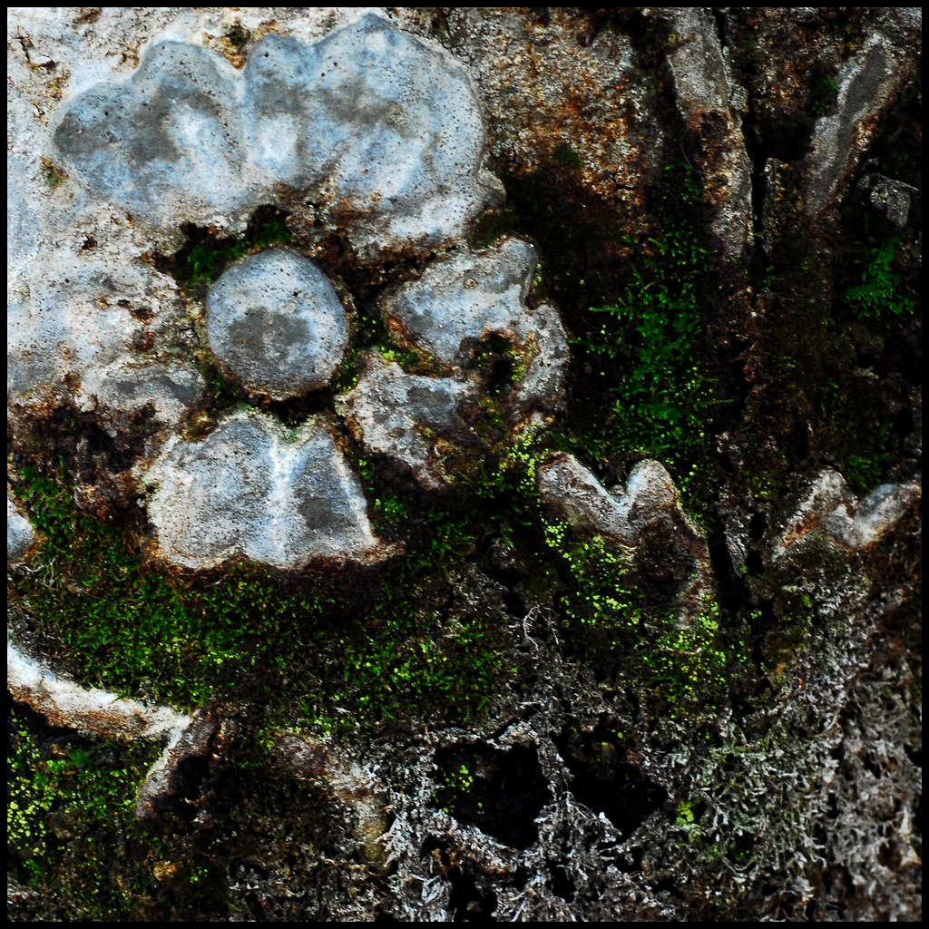 Stone Flower by Studio d'Xavier