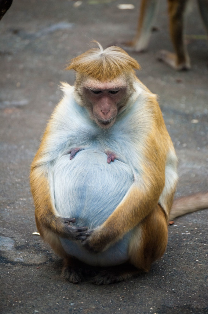 Pregnant Toque Macaque