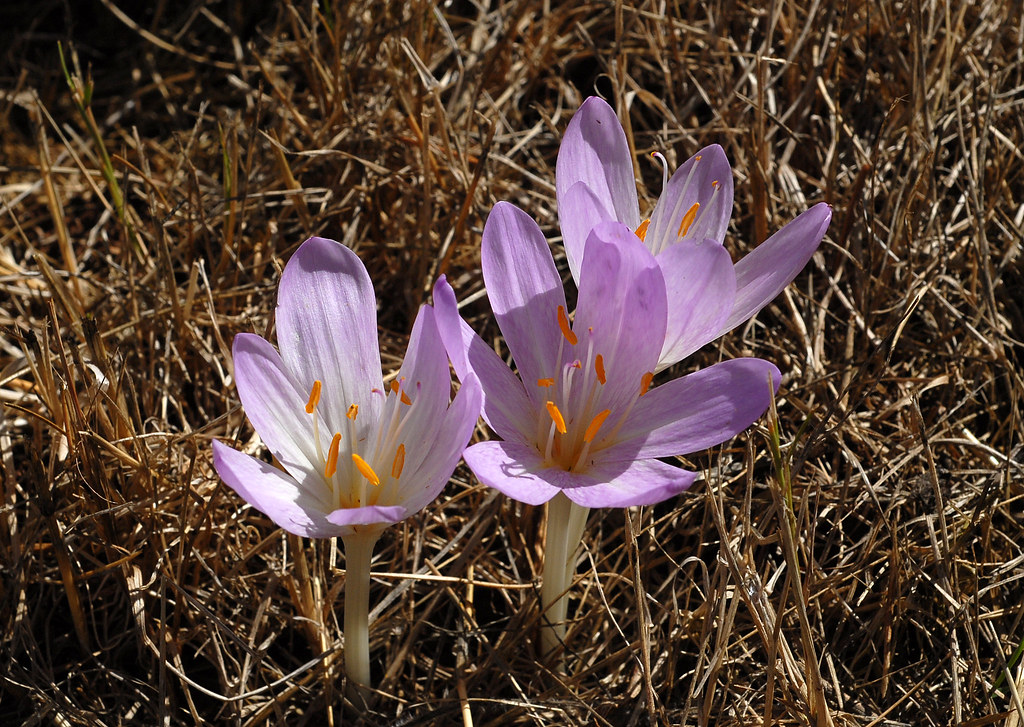 Fall Crocus | With the recent rains the Fall Crocus are jump… | Flickr