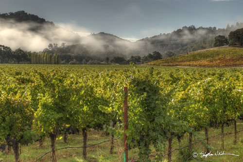A Pope Valley Vineyard