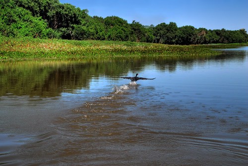 brazil brasil pantanal caceres rioparaguay nikond200 pantanalmatogrossense caceresmatogrosso