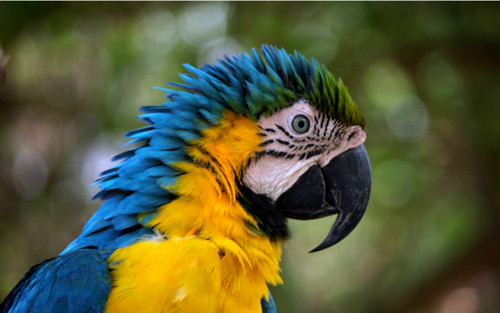 Colombian parrot | Kobi Lehrer | Flickr