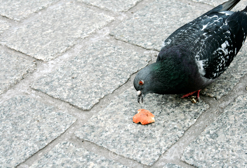 Pigeon_2012.tif