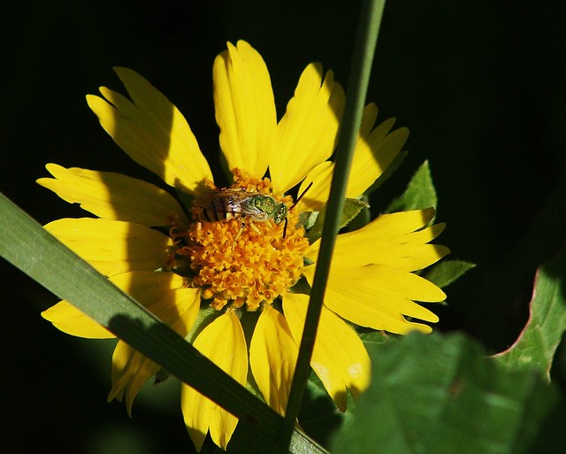 Agapostemon texanus, Green Metallic Bee