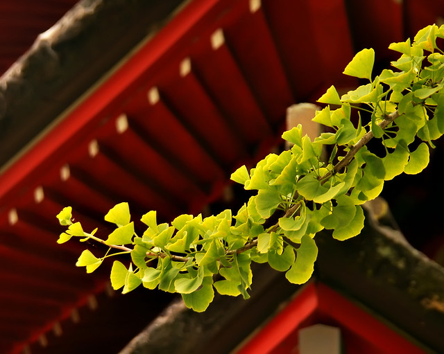 Leaves under the eaves