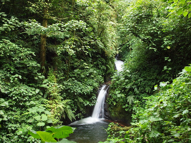 Waterfall at Monteverde Cloud Forest Reserve