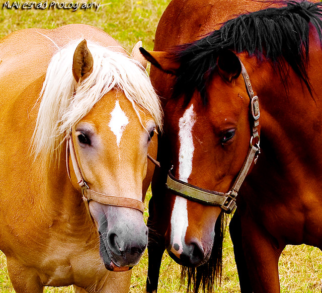 Country Horses