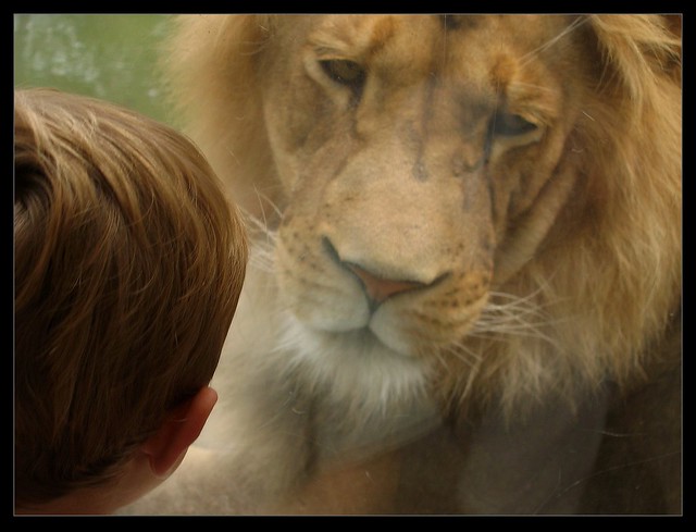 Boy and Lion, little separation