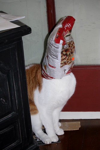 Stuffed cat | by sweetiedahling42