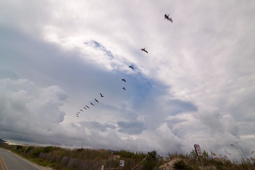 ocean road sea pelicans birds clouds fence nc sand dunes northcarolina atlantic oats oakisland caswellbeach noparkinganytime ndx8 nd09 tokinaatx116prodx