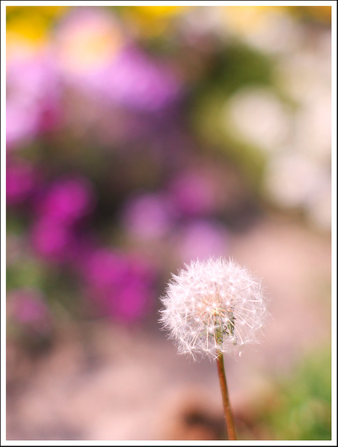 Wish of a dandelion  ~ HBW