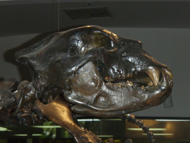 Short-faced bear skull