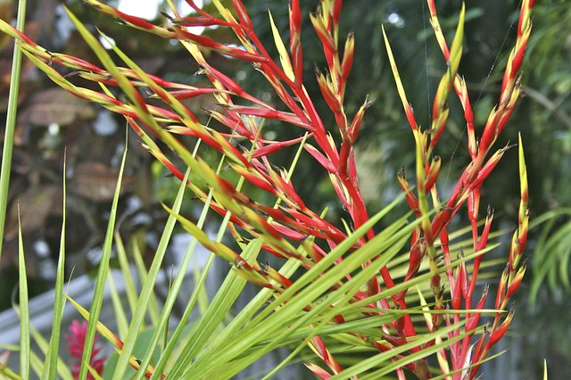 Plant Color