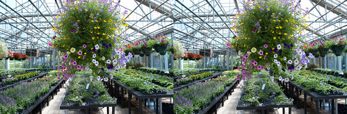 flowers plants photography stereoscopic stereophotography 3d crosseye nursery handheld chacha depth 3dimensional crossview crosseyedstereo 3dphotography 3dstereo