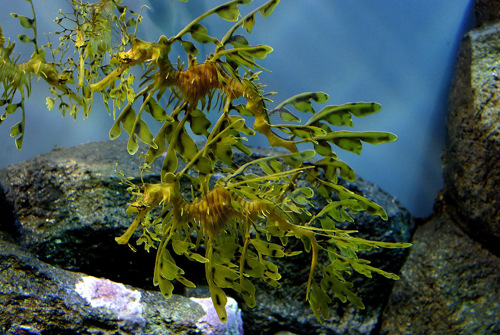 weedy-sea-dragon-camouflage