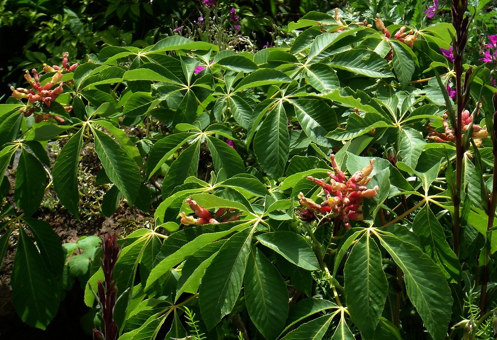 Aesculus pavia rosea nana