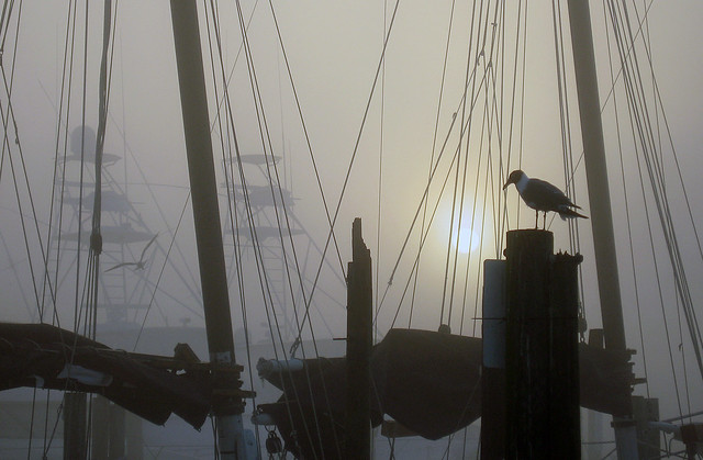 Gull at Docks