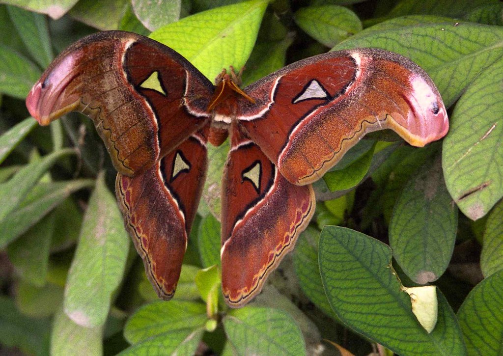 Atlas Butterfly; near Dipuculao, Aurora, Philippines