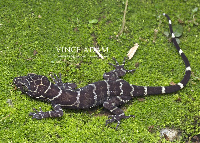 IMG_2184-0(W)c Peter's Forest Gecko (Cyrtodactylus consobrinus)