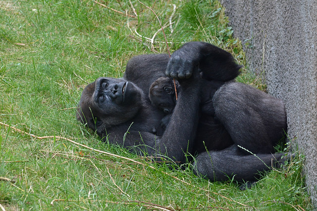 Western Lowland Gorilla & Young