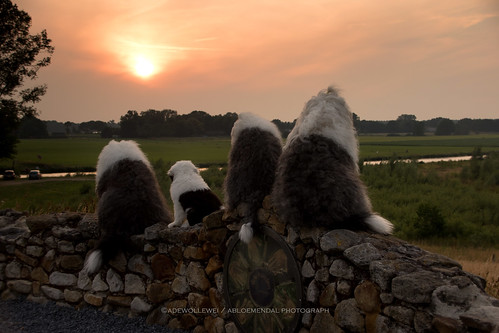 old sunset dog sun english dogs puppy puppies sheepdog oldenglishsheepdog sheepdogs oldenglishsheepdogs hardenberg diffelen oldenglishsheepsdog sophieandsarah wickedwisdoms