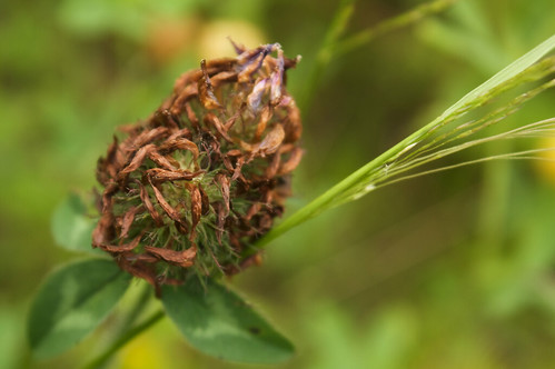 raw hopclover trifoliumaureum trifoliumagrarium