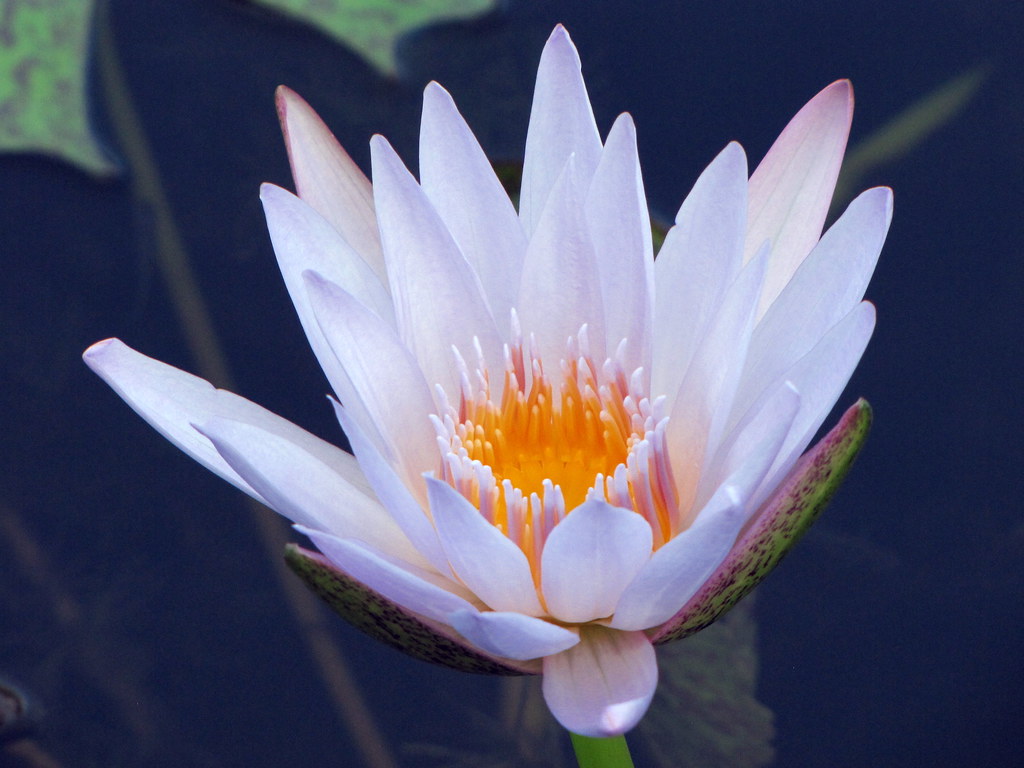 white lotus | jasleen_kaur | Flickr