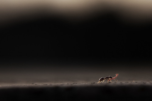 macro spider fight ant formica ragno combattimento platinumheartaward