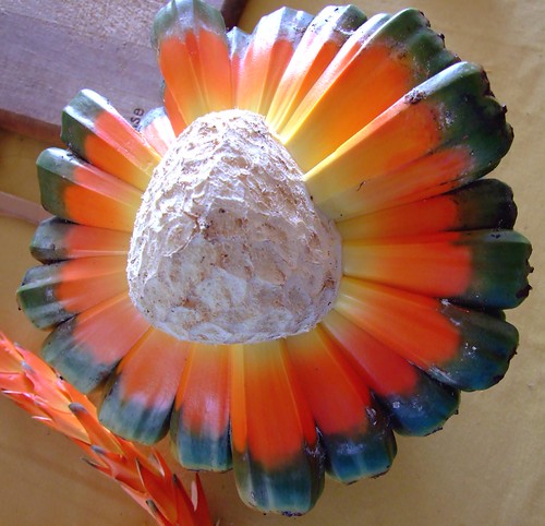 Fruit of the Hala or Puhala Tree seed pod | by colleeninhawaii