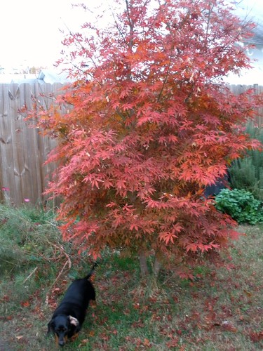 Red Maple | by Tobyotter