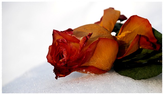 a frozen rose for mill_fleur
