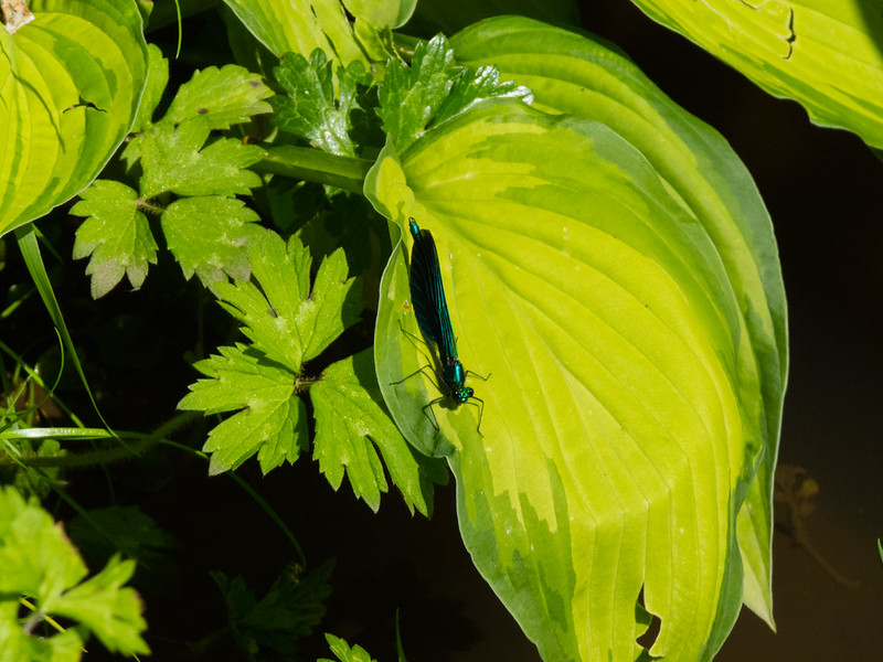 Male Beautiful Demoiselle Damsel Fly